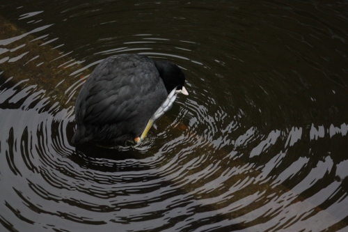 Bird in Water