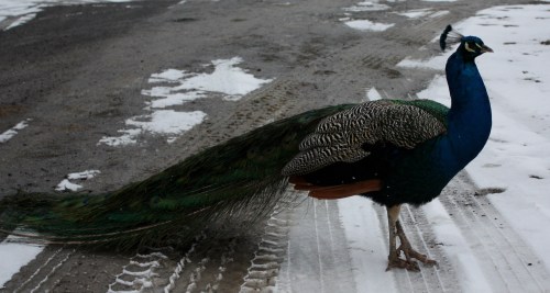 Greeted by a Peacock at Blair Castle