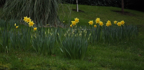 Another Hint of Spring ~ Daffodils