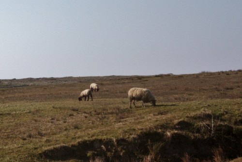 More Sheep in Doolin