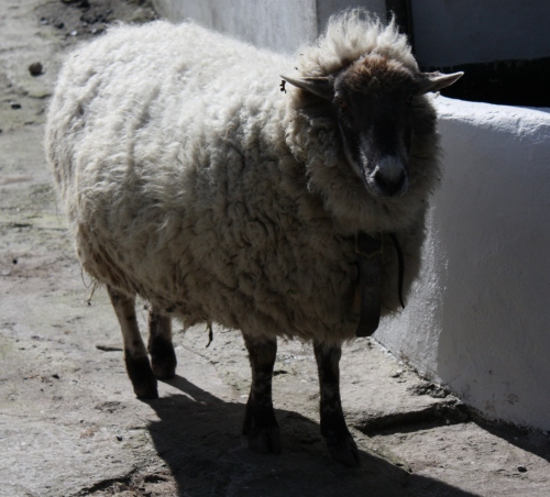 Sheep Greeter at the horse farm