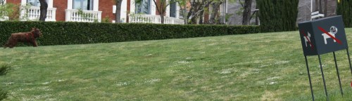 No Dogs Allowed ~ except this fuzz-ball
