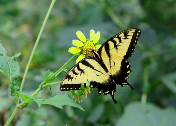 Butterfly at Harpers Ferry, West Virginia