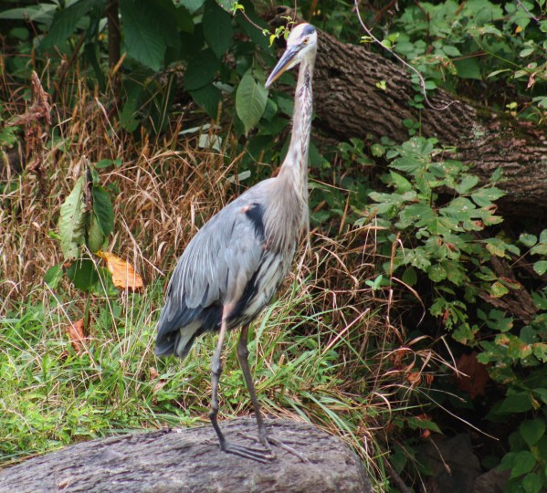 Along the Lower Town Trail, Harpers Ferry, West Virginia