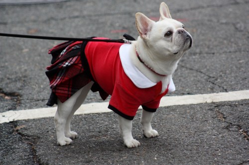 and even more dogs...