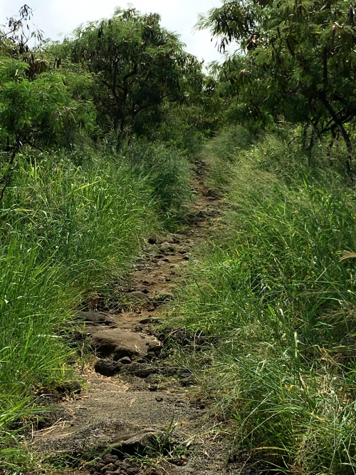 Kealakekua Bay Trail grassy part of the trail