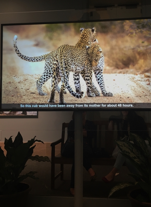 photo-video-of-leopard-and-cub