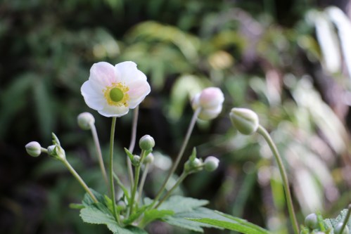 hawaii-kilauea-iki-trail-volcanos-national-park-japanese-thimbleweed-ii