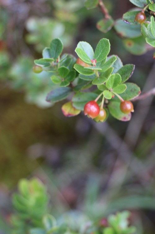 hawaii-kilauea-iki-trail-volcanos-national-park-ohelo-berries