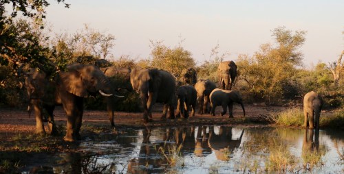 Elephants at the waterhole