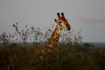 Giraffe over the&nbsp;trees