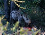 Hyena eating the leopards kill