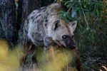 Hyena One Blind Eye&nbsp;II