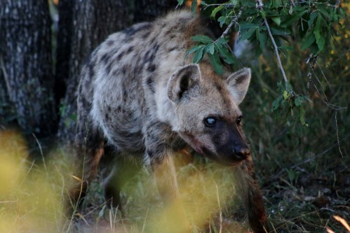 Hyena One Blind Eye II