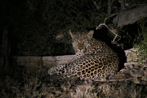 leopard at night ii