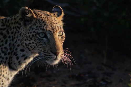 leopard bloody whiskers.JPG