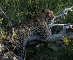 leopard on tree stump&nbsp;iv