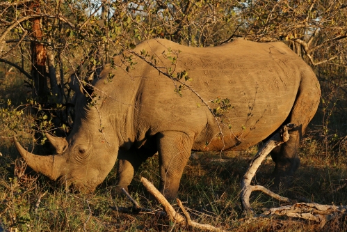 Rhino large male