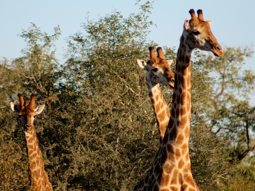 Giraffes three