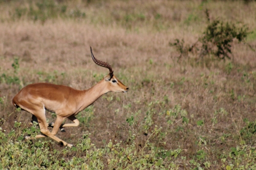 Steenbok running